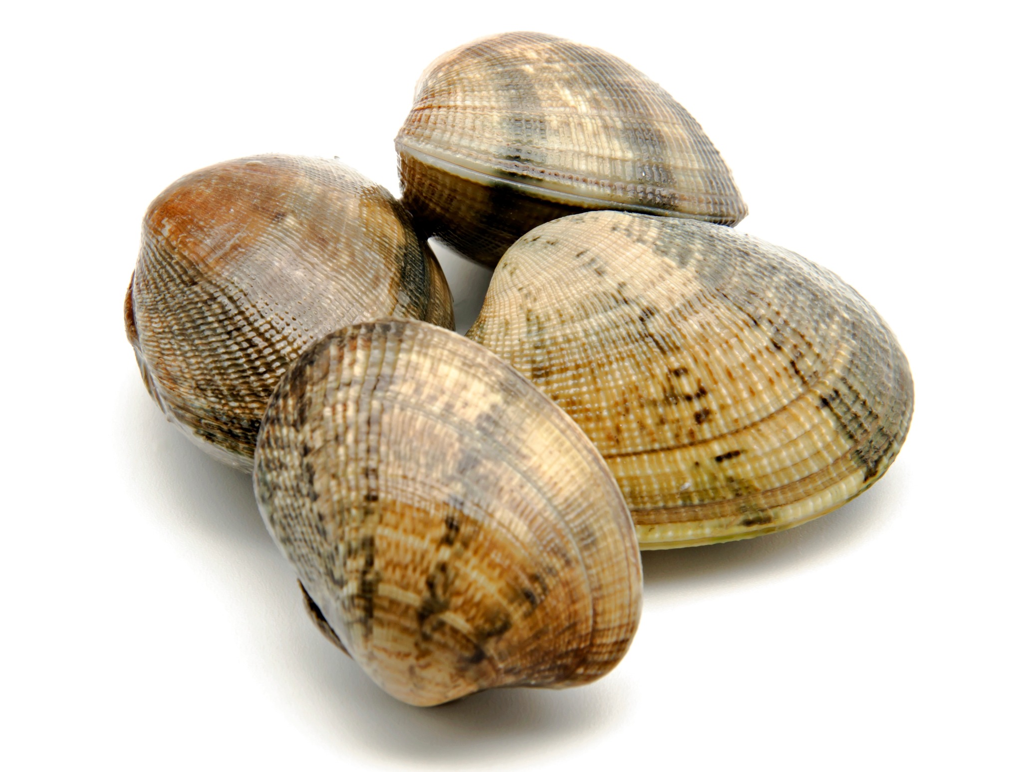 Donggang Baby Clam