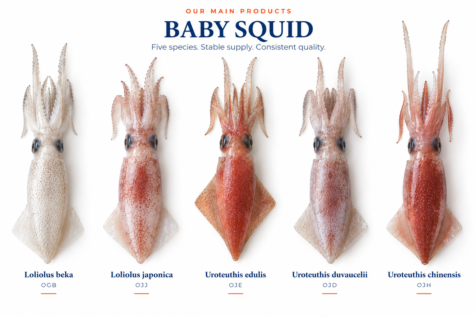 Five Baby Squid species: Loliolus beka OGB, Loliolus japonica OJJ, Uroteuthis edulis OJE, Uroteuthis duvaucelii OJD and Uroteuthis chinensis OJH