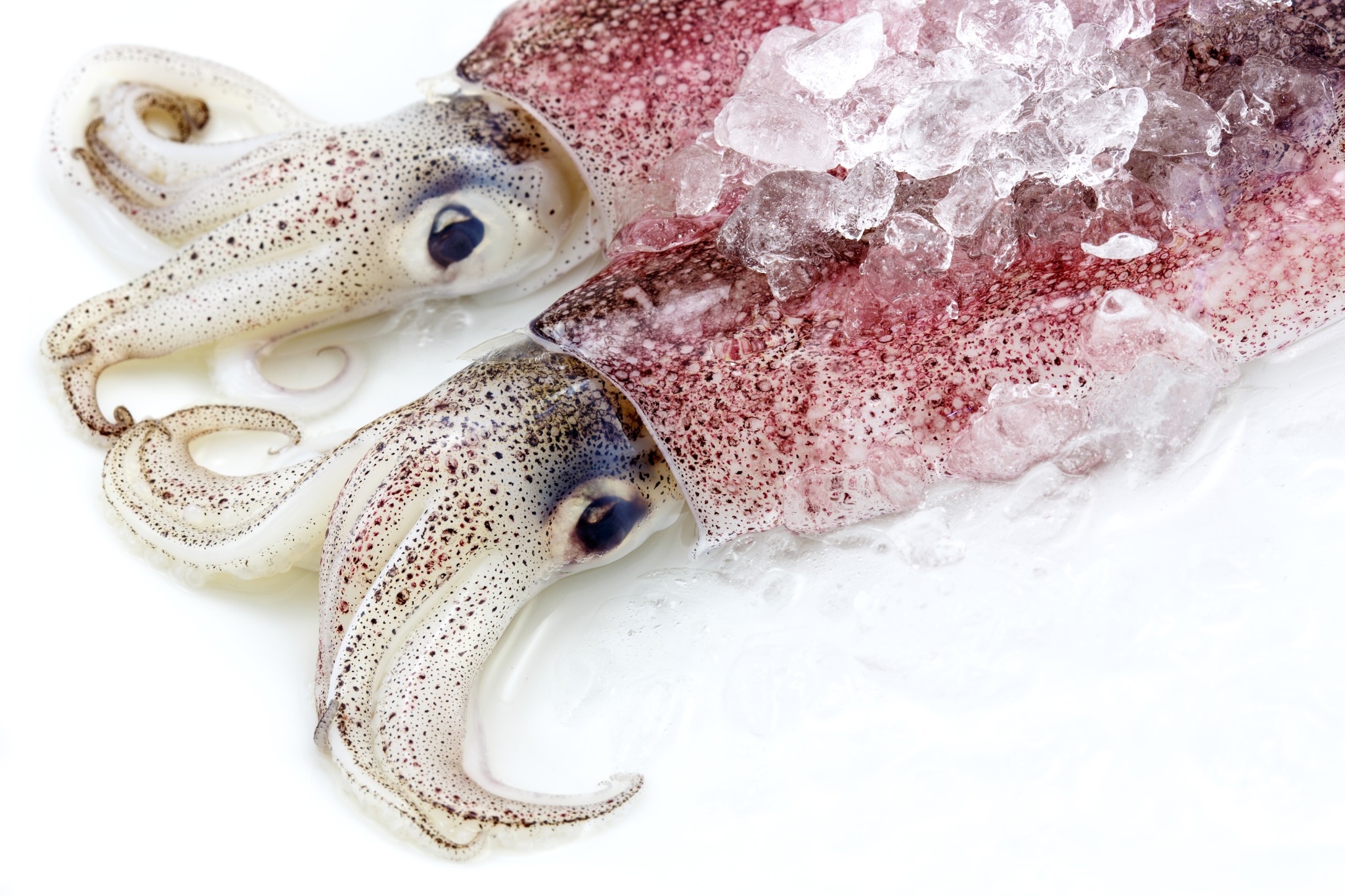 Squid